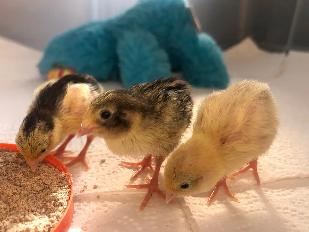 3 quail chicks eating foot
